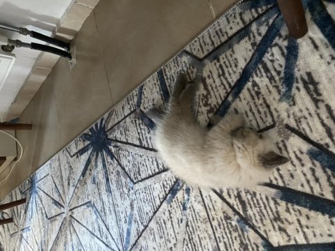 Ücretli sahiplendirilecek british shorthair