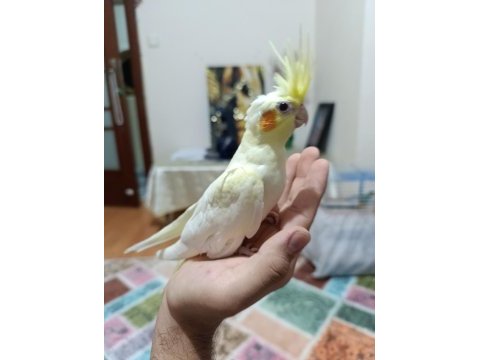 Lutino kırmızı göz sultan papağanı yavru