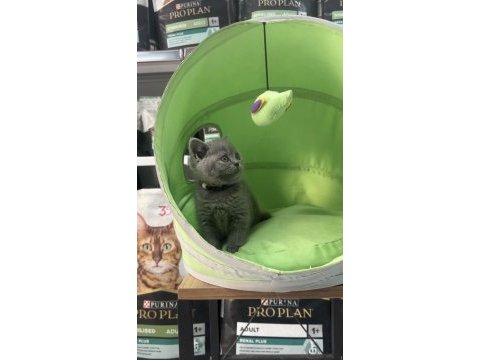 Dişi british shorthair