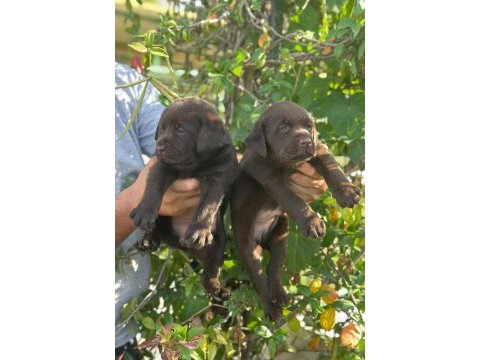 Labrador redriever sevimli yavrular ruhsatlı çiftlik 