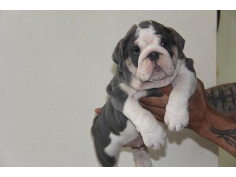 Sitenin en renkli en mütevazi bulldog şekerleri