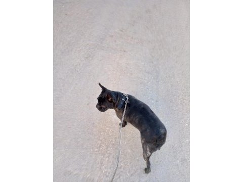 French bulldog