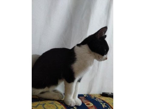Ücretsiz yavru kedimizi sahiplendirme