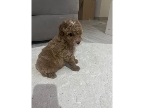 Minik poodle oğlum