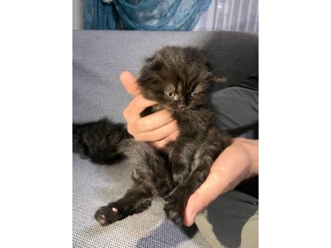 Tatlı scottish fold yavrularımız