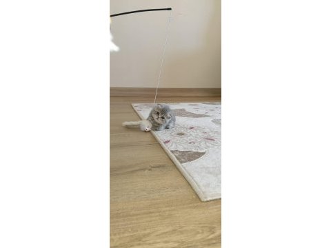 Rezerve açık scottish fold