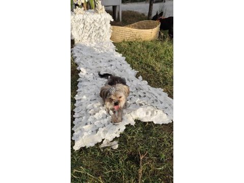 Yorkshire terrier