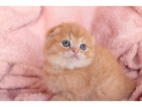 Top kafa scottish fold erkek yavru