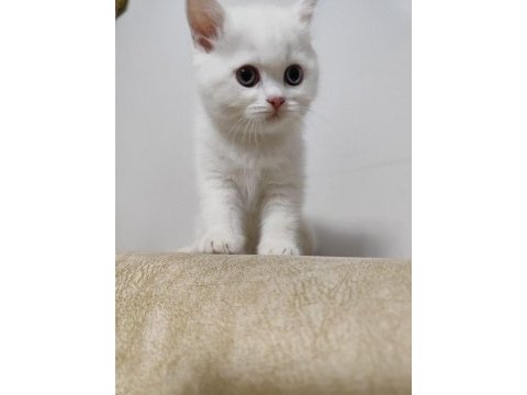 British shorthair white