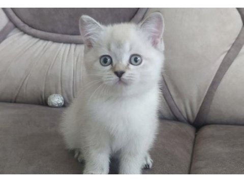 Brıtısh shorthair sılver yavrular 