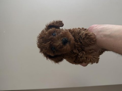 Toy poodle ev ortamından