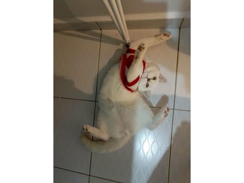 4 aylık british shorthair oğlumuza yuva arıyoruz