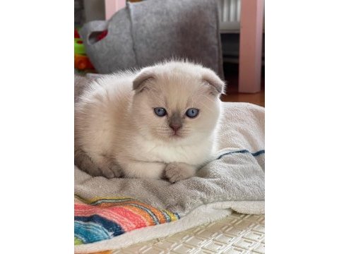 Safkan orjinal blue point scottish fold bebekler