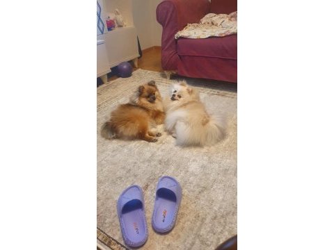 Pomeranian kaçmayacak fırsat