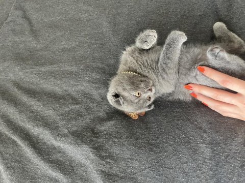 Tatlış scottish fold bebekler