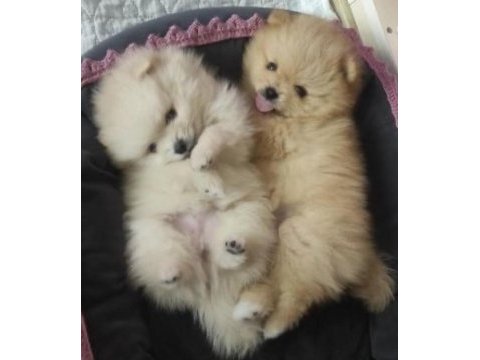Pomeranian boo köpeği adana mersin