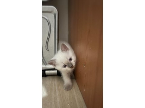 Bluepoint orjinal ve çok özel yavru kedimiz