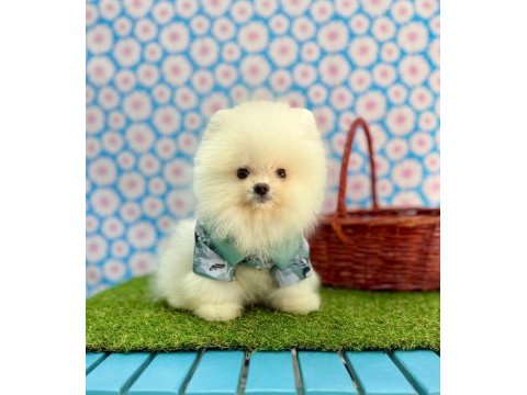 Sevimli pomeranian boo yavrularımız