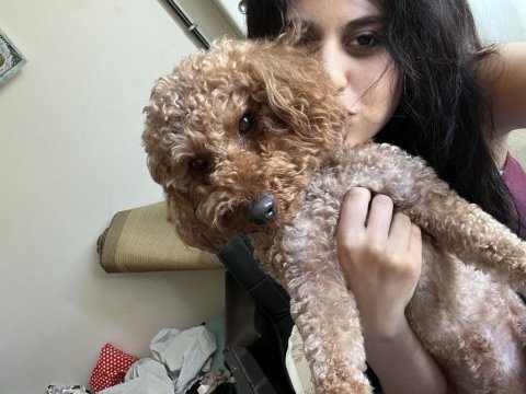 Toy poodle 10 aylık