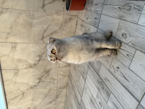 Akıllı kızımız çok tatlı sevecen kedimiz