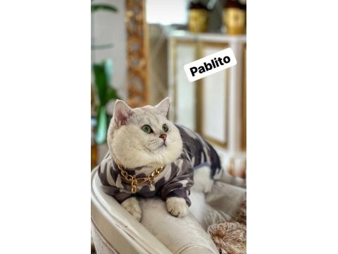 Chinchilla yavru