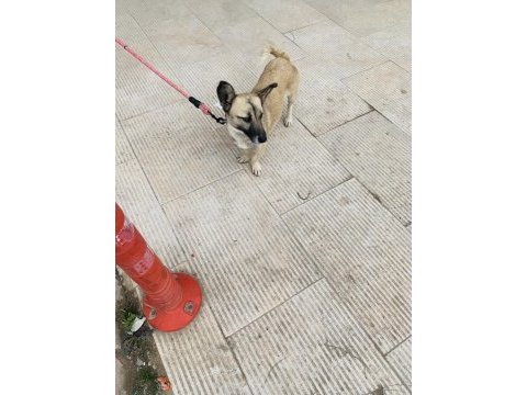 Ücretsiz sahiplendirme köpeğimiz