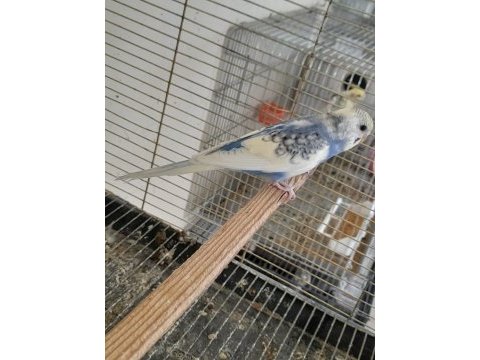 3 aylık harika renk kusursuz dişi muhabbet kuşu
