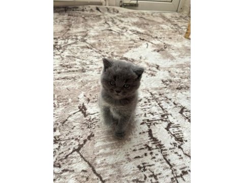 British shorthair yavrular