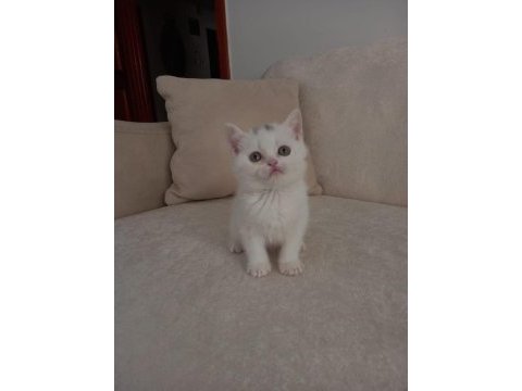 Konuşan kedi
