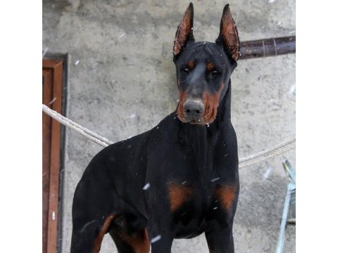 Doberman avrupa n