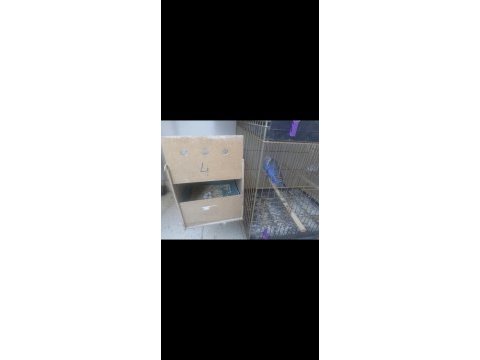 Takım muhabbetler kızgın dişiler yavru erkek