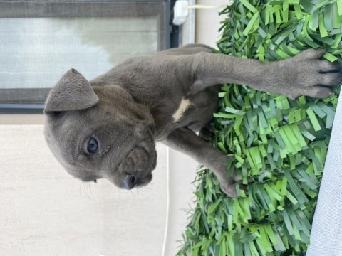 İzabel blue cane corselar