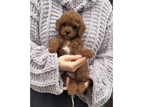 Üst kalite toy poodle yavrular