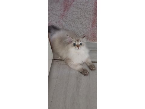 8 aylık safkan brıtısh longhaır dişi