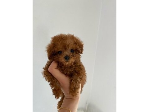 Sağlık garantili toy poodle bebekler