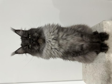 Full şecereli black smoke dişi maine coon kedimiz