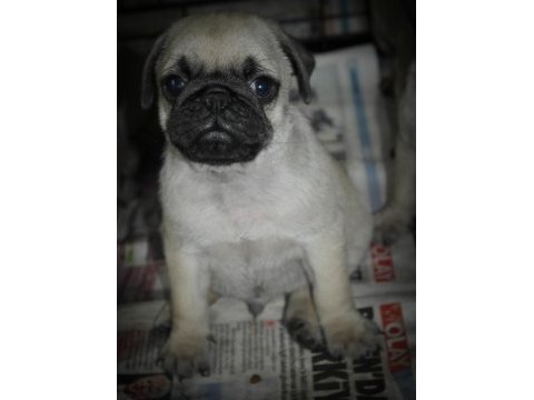 Pug mops yavrularım