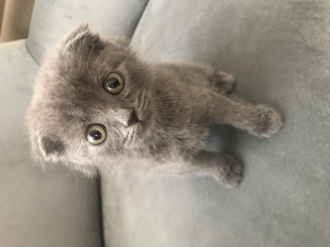 Scottish fold yavrumuz yuvalandırılacaktır