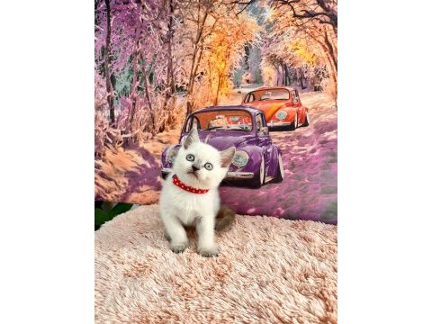 British blue point ve british lynx point bebegimiz