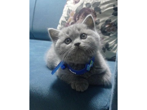 British shorthair sağlıklı oyuncu bebekler