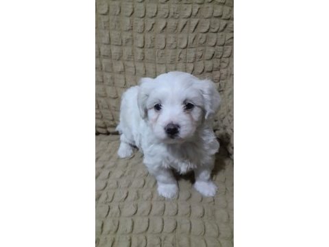 Orjinal maltese yavrular