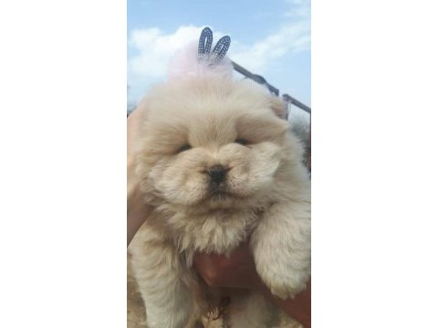 Chowchow dünyasından ırk garantili yavrularımız