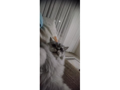 British longhair minik aslanımı sahiplendiriyorum