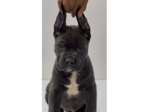 Harika anatomi cane corso yavrular