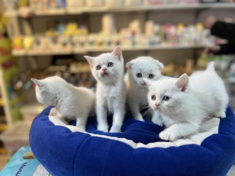 Biblo güzelliğinde bembeyaz british shorthair