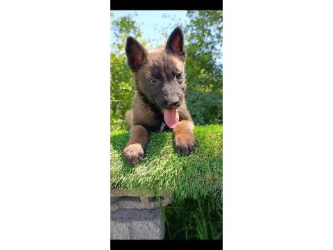 Üst düzey safkan belçika malinois bebekler