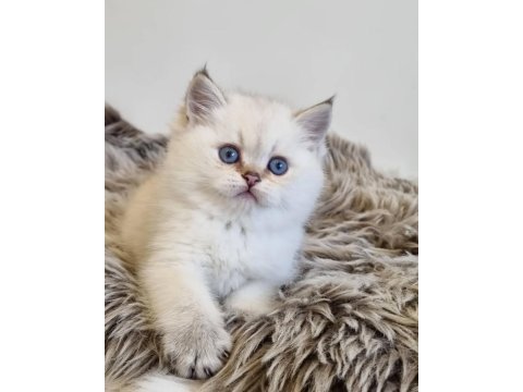 Pamuk güzeli silver british shorthair yavrumuz