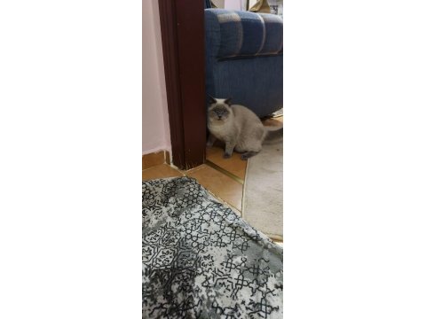 British shorthair damızlık kediler