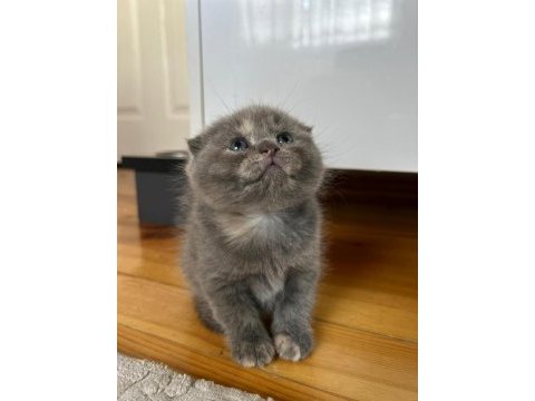 Scottish fold dişi 46 günlük
