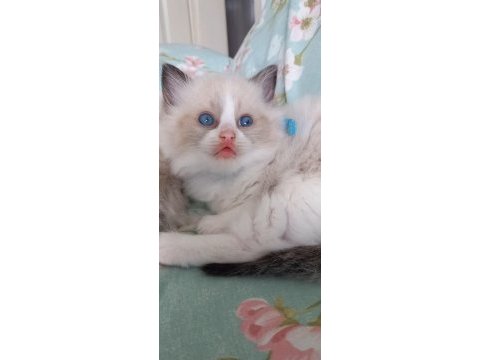Safkan ragdoll son yavru kedimiz